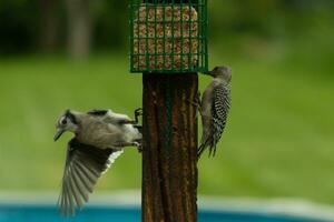 dois pássaros Fora juntos para alguns Comida. esses aves veio para alguns sebo em a publicar. a azul Jay tem dele asa estendido obtendo pronto para voo. a barrigudo pica-pau é agarrado para a publicar. foto