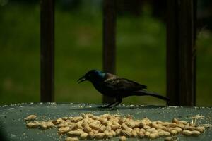 isto bonita grackle pássaro veio para a vidro mesa para alguns amendoim. Eu amor isto pássaro brilhante penas com azul e roxa as vezes visto dentro a plumagem. a ameaçador amarelo olhos parecer para brilho. foto