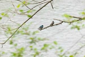 esses dois fofa árvore andorinhas estavam sentado dentro a ramo sobre topo do uma rio. a brilhante azul pássaro é a masculino. a Castanho 1 é uma fêmea. esses dois estão relaxante enquanto esperando para insetos para comer. foto