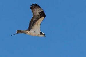 isto lindo águia-pescadora pássaro estava vôo dentro a Claro azul céu quando isto cenário estava levado. Além disso conhecido Como uma peixe Falcão, isto raptor parece por aí a água para Comida para atacar sobre. foto