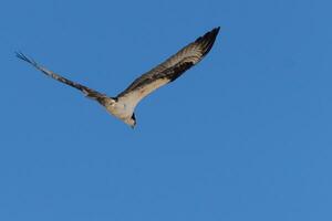 isto lindo águia-pescadora pássaro estava vôo dentro a Claro azul céu quando isto cenário estava levado. Além disso conhecido Como uma peixe Falcão, isto raptor parece por aí a água para Comida para atacar sobre. foto