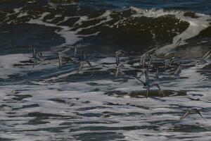 lindo sanderling pássaros marinhos apanhado dentro voar sobre a água. Eu amor a Veja do seus asas e quão elas parecer para ter Preto e branco ondas. isto rebanho pareceu para bastão junto. foto