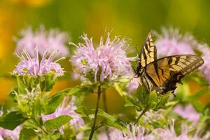 borboleta chegando Fora para dentro a flores silvestres campo para alguns néctar. a Oriental tigre rabo de andorinha tem dela lindo Preto e amarelo asas esticado fora. dela pernas segurando para uma selvagem bergamota flor. foto