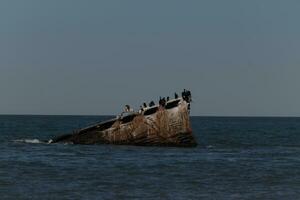 lindo concreto navio dentro a oceano com tão muitos pássaros marinhos em topo. isto afundado navio é uma marca comercial do pôr do sol de praia dentro capa pode Novo jérsei. crista dupla cormorões estão em repouso em isto. foto