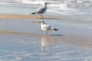 esses lindo gaivotas Sentou aqui em a de praia Como Eu tomou seus cenário. Eu amor a reflexão dentro a água. seus bonita cinzento e branco penas e seus grandes bicos. foto