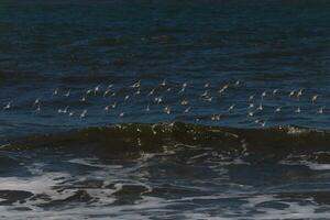 lindo sanderling pássaros marinhos apanhado dentro voar sobre a água. Eu amor a Veja do seus asas e quão elas parecer para ter Preto e branco ondas. isto rebanho pareceu para bastão junto. foto