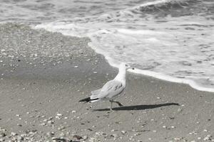 isto ampla gaivota é em pé às a de praia por aí a água dentro procurar do Comida. a cinza, branco, e Preto penas do isto ave marinha ficar de pé Fora a partir de a Castanho areia e oceano água. foto