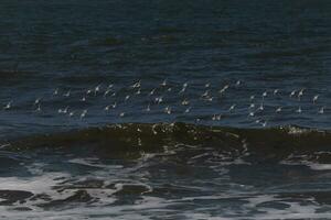 lindo sanderling pássaros marinhos apanhado dentro voar sobre a água. Eu amor a Veja do seus asas e quão elas parecer para ter Preto e branco ondas. isto rebanho pareceu para bastão junto. foto