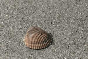 isto bonita sangue arca Concha do mar deitar em a areia a partir de ser lavado acima de a surf. Eu amor a caminho esses Veja gostar fãs e cumes, gostar uma Vieira Concha com diferente tons do Castanho. foto