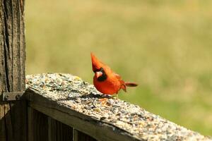 isto lindo vermelho cardeal veio Fora para a Castanho de madeira grade do a área coberta para Comida. dele lindo moicano em pé em linha reta acima com dele Preto mascarar. isto pequeno aviária é cercado de alpiste. foto