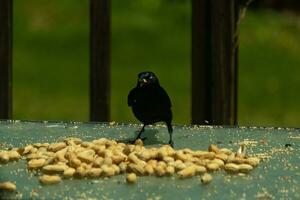 isto bonita grackle pássaro veio para a vidro mesa para alguns amendoim. Eu amor isto pássaro brilhante penas com azul e roxa as vezes visto dentro a plumagem. a ameaçador amarelo olhos parecer para brilho. foto