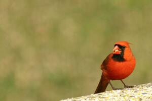 isto lindo vermelho cardeal veio Fora para a Castanho de madeira grade do a área coberta para Comida. dele pequeno moicano empurrado baixa com dele Preto mascarar. isto pequeno aviária é cercado de alpiste. foto