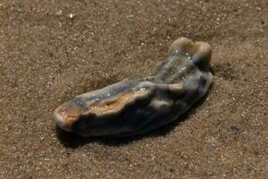 isto azul ostra Concha estava sentado dentro a areia, tendo fui trouxe dentro de a surf. a Castanho grãos do areia todos em volta. a Concha do mar olhando lustroso a partir de ainda ser molhado. foto