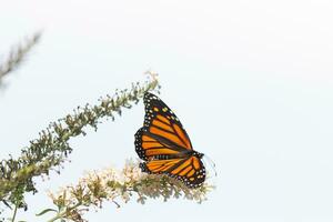 isto lindo monarca borboleta é visitando isto flores silvestres para coletar néctar. dele pequeno pernas agarrado para a pétalas e ajudando para polinizar. dele bonita laranja, preto, e branco asas voltado para fora. foto