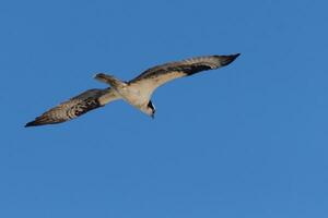 isto lindo águia-pescadora pássaro estava vôo dentro a Claro azul céu quando isto cenário estava levado. Além disso conhecido Como uma peixe Falcão, isto raptor parece por aí a água para Comida para atacar sobre. foto