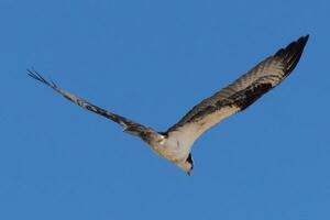 isto lindo águia-pescadora pássaro estava vôo dentro a Claro azul céu quando isto cenário estava levado. Além disso conhecido Como uma peixe Falcão, isto raptor parece por aí a água para Comida para atacar sobre. foto