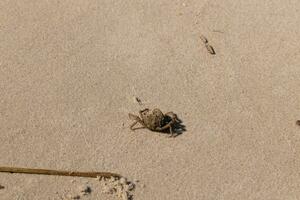 isto fofa pequeno aranha caranguejo estava lavado acima em a de praia quando Eu tomou a cenário. bits do areia preso em dele corpo. uma pequeno mordeu do detritos preso em dele cabeça. isto criatura estava esquerda encalhado de a surf. foto