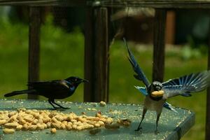 isto azul Jay veio dentro para pegue uma amendoim. a imagem parece engraçado desde isto parece gostar a Jay é roubando a noz a partir de a gralha. a Preto pássaro parece Bravo enquanto a azul 1 é escapando com dele prêmio. foto