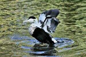 uma Visão do a eider Pato foto