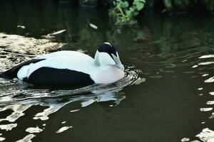 uma Visão do a eider Pato foto