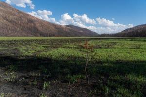 danos causados por incêndios florestais na natureza selvagem do Colorado foto