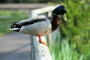 uma vista de um pato-real foto