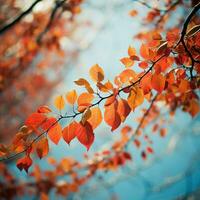 frondoso árvore ramo dentro vibrante outono cores foto