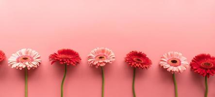 margaridas gerbera vermelhas e rosa em um fundo cru em um rosa foto