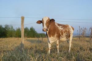 linda vaca holandesa com pintas de marrom e branco pastando foto