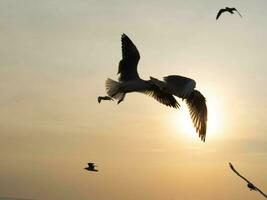 pássaro gaivota animal animal mosca asa pôr do sol nascer do sol fundo papel de parede abstrato ar corpo parte animais selvagens temas de praia lindo céu natureza liberdade grupo viagem viagem Ave marinha vento verão espalhar cópia de espaço foto