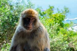 barbary macacos macaco em superior Rocha dentro Gibraltar natural reserva.barbary macacos macaco em superior Rocha dentro Gibraltar natural reserva. foto