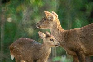 cervos naturais no santuário de vida selvagem de thung kramang, chaiyaphum, tailândia foto