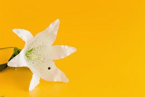 flores de plástico brancas e rosa em um fundo amarelo foto