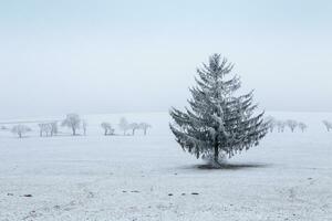 inverno panorama - gelado inverno abeto árvore em inverno campo foto