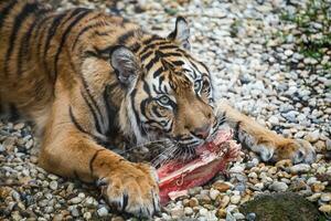 tigre sumatra comendo dele almoço, Panthera tigris sumatra foto