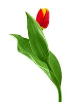 flor tulipa vermelha foto