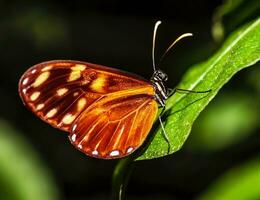 lindo tigre Clearwing borboleta foto