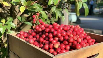 recentemente escolhido milagre fruta a partir de jardim colocada dentro a caixas. generativo ai foto