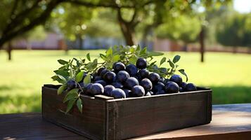 recentemente escolhido jabuticaba fruta a partir de jardim colocada dentro a caixas. generativo ai foto