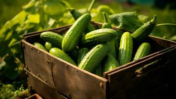 recentemente escolhido pepino fruta a partir de jardim colocada dentro a caixas. generativo ai foto