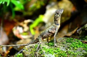 uma lagarto em a Rocha foto