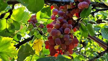 grupo do diferente tipos do fresco uvas foto