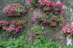 pano de fundo flor jardim para fundo foto