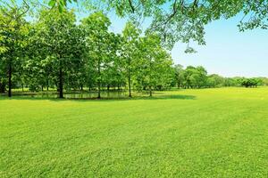 bela luz da manhã no parque público com campo de grama verde foto