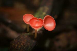 vermelho-alaranjado champanhe cogumelo foto