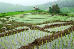 verde terraço arroz campo dentro pa pong pieng foto