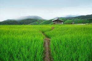 verde terraço arroz campo dentro pa pong pieng foto