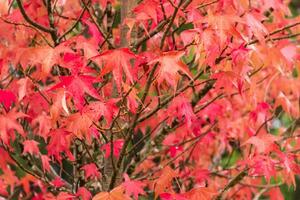 vermelho e laranja folhas do a liquidâmbar debaixo a outono chuva foto