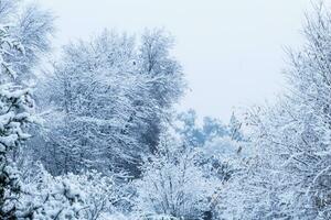 neve coberto árvore galhos foto