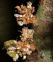 grupo do flores crescimento a partir de a árvore tronco.cinometra couve-flor é uma pequeno, couve-flor árvore com uma espesso, pesadamente ramificado tronco, e em vez de pequeno flores foto